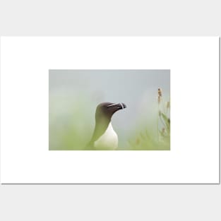 Razorbill with muted background Posters and Art